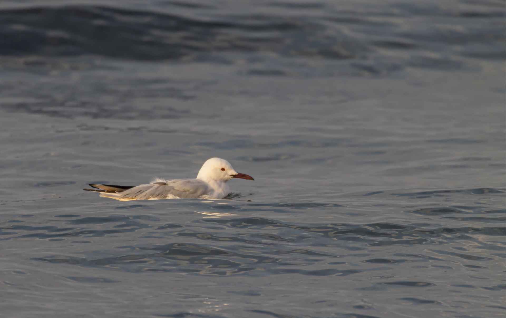 Slender-billed Gull